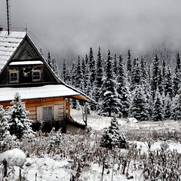 cabin in the forest surrounded by snowy pine trees in winter